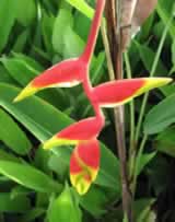 Heliconia